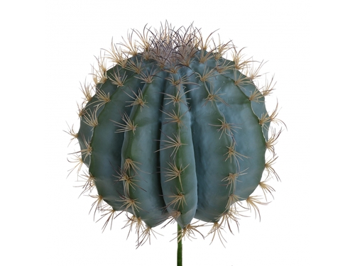 ferocactus